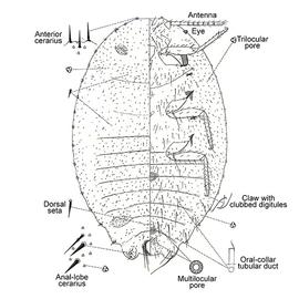   Phenacoccus defectus  
 Illustration by Ferris 